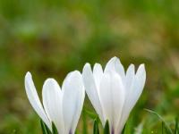Krokusblüten Duo weiß auf der Daffnerwald Alm
